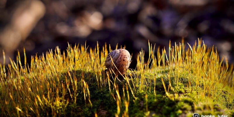 Full width Optimized